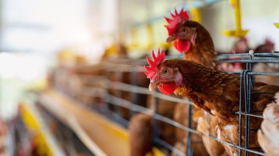Casos de gripe aviar H5N1.