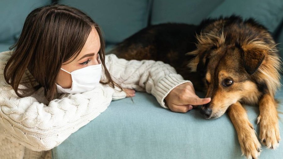 contagio covid entre mascotas y humanos