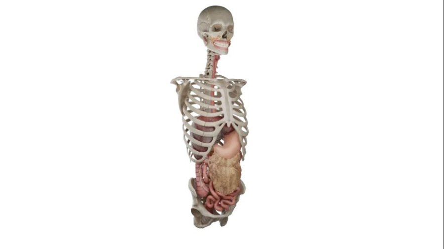 Esqueleto de cuerpo humano. Foto: Voka