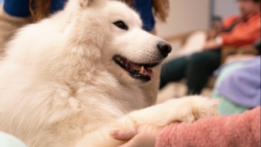 Foto: Terapia asistida con perros en el Hospital de Bellvitge