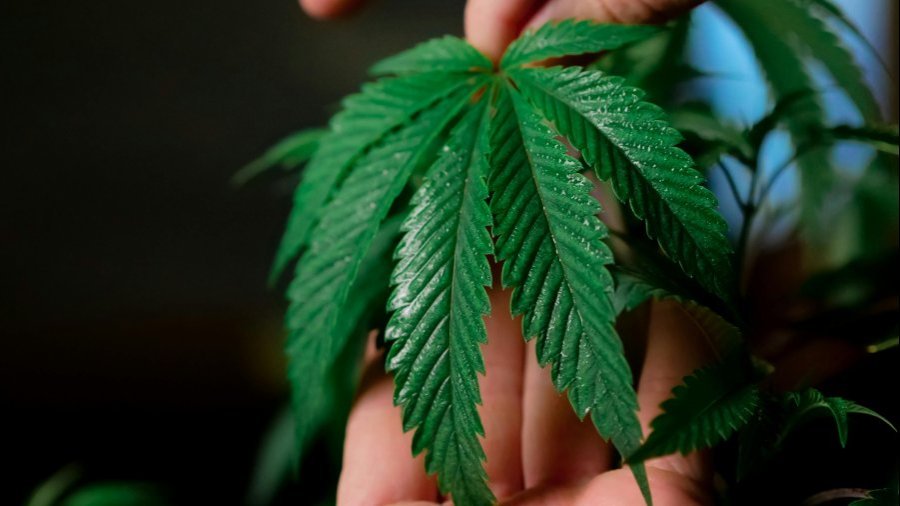 Hoja de marihuana. Foto. GROWLOBBY